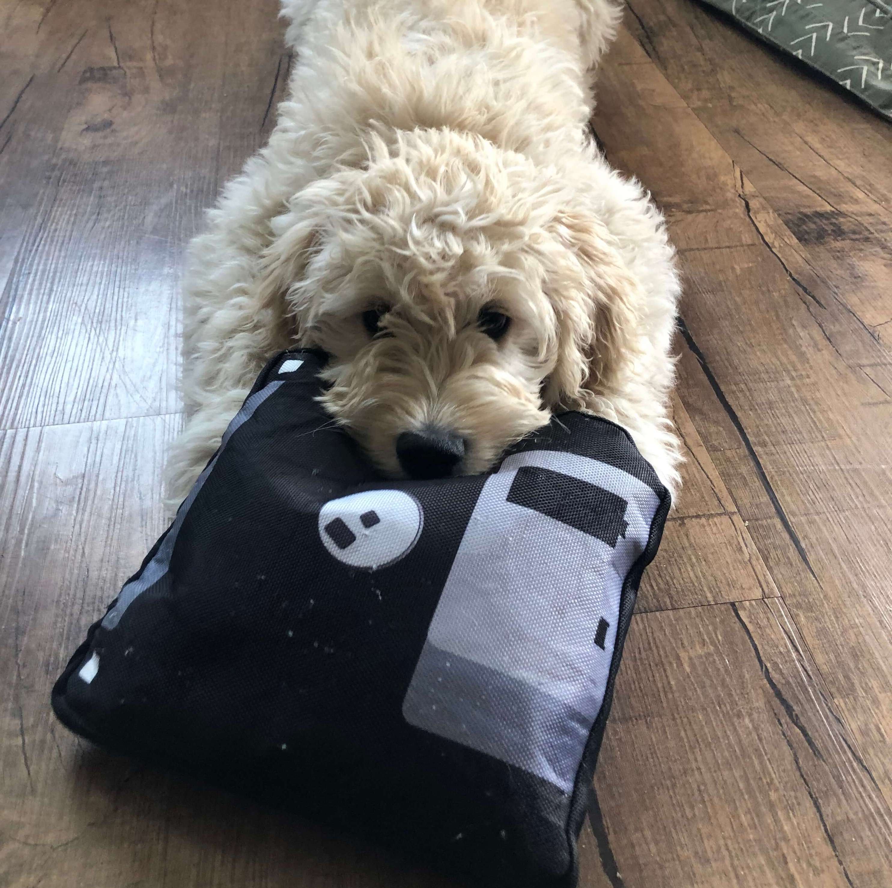 A white dog chewing on a toy floppy disk
